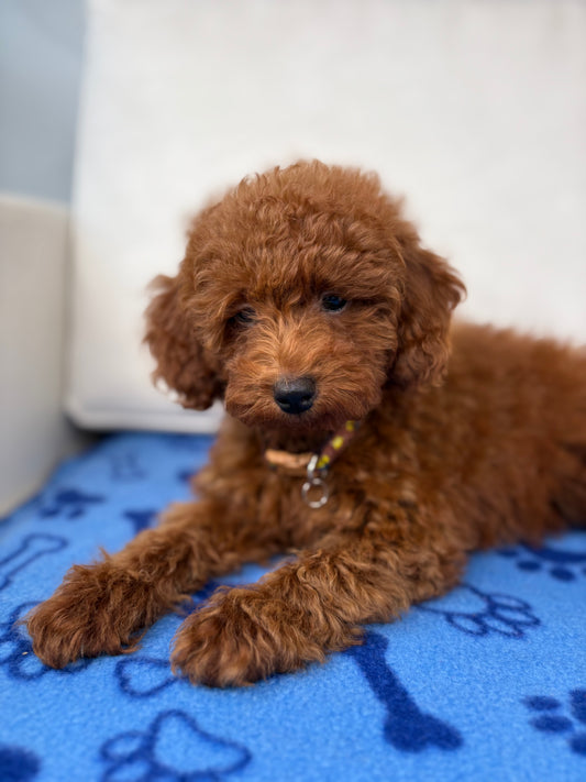 Male Red Toy Poodle (Deposit Only‼️ Please Red The DESCRIPTION Below‼️)