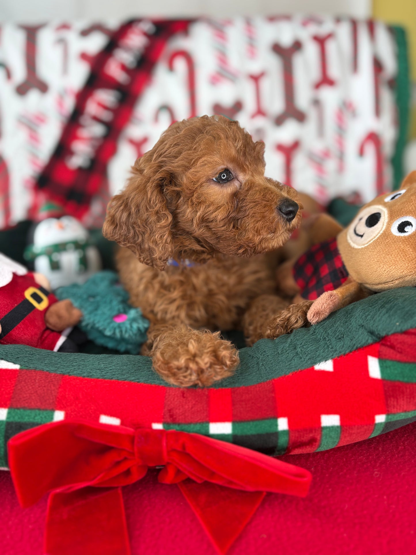 Red Male Miniture Poodle  (Deposit Only, Please Read The Description Below‼️)