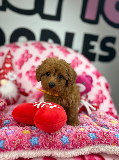 Apricot Female Teacup Poodle (Deposit Only‼️Please Read The Description Below‼️)