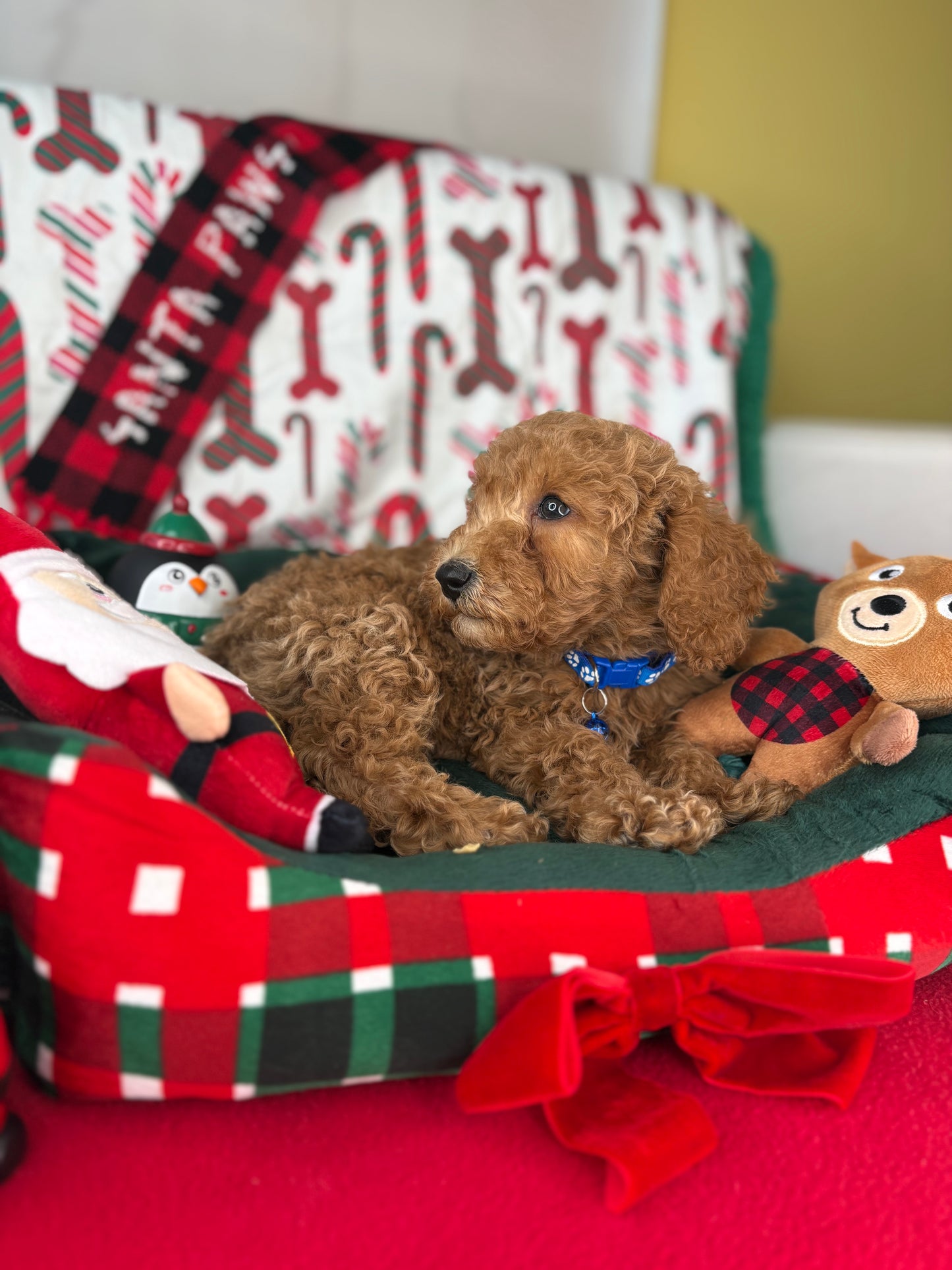 Apricot Male Miniature Poodle (Deposit Only ‼️ Please Read DESCRIPTION Below‼️)