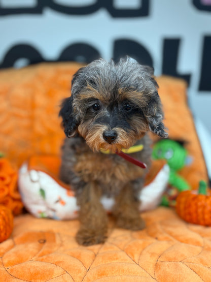 Merle Phantom Female Toy Poodle 🐩 (Deposit Only‼️Please Read The Description Below‼️)