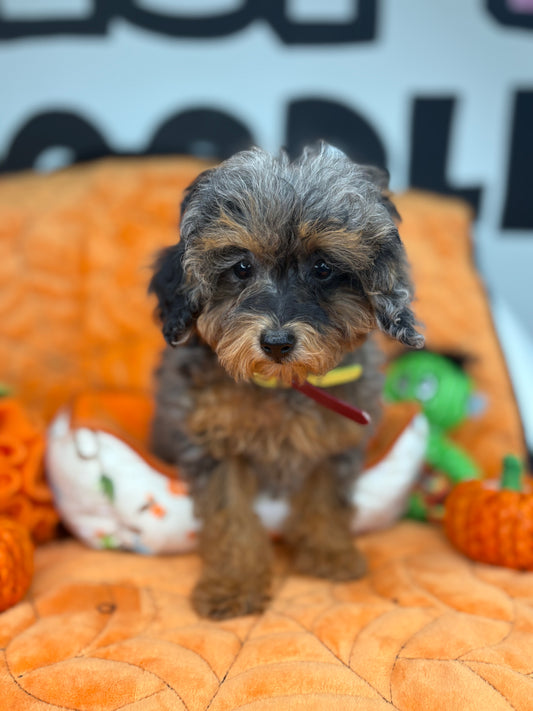 Merle Phantom Female Toy Poodle 🐩 (Deposit Only‼️Please Read The Description Below‼️)