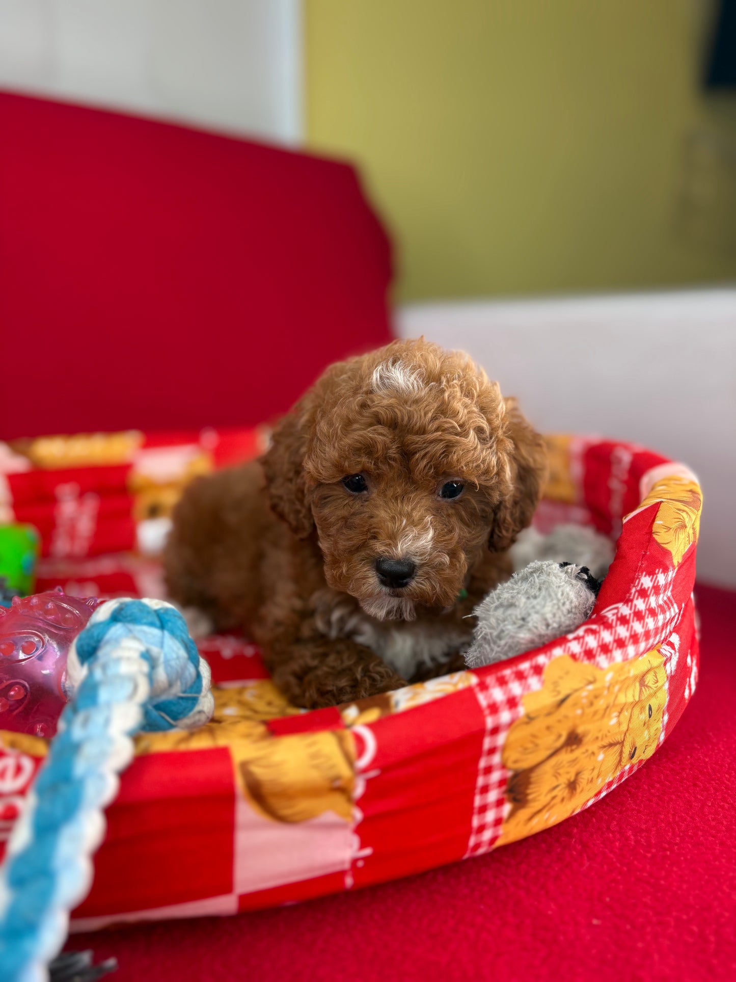 Red Male Toy Poodle (Deposit Only‼️Please Read The Description Below‼️)