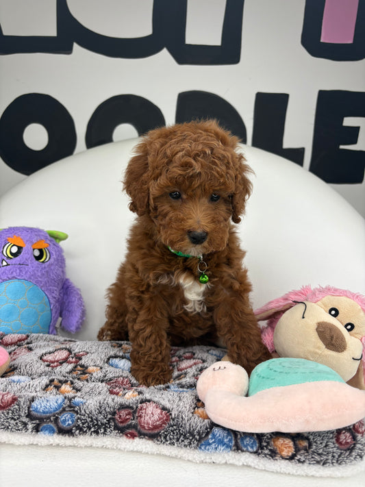 Red And White Male Miniature Poodle  (Deposit Only ‼️ Please Read The DESCRIPTION Below‼️)