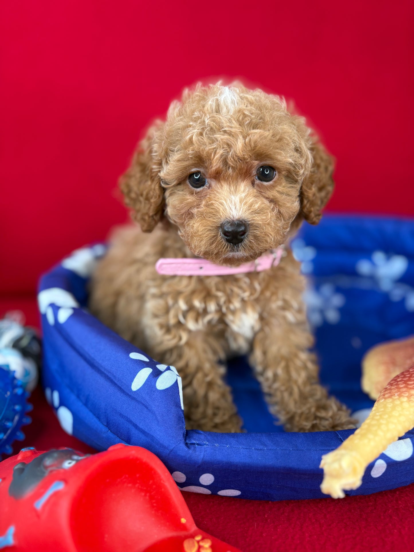 Female Teacup Poodle “Twin 1” ‼️(Deposit Only, Please Read The Description Below‼️)