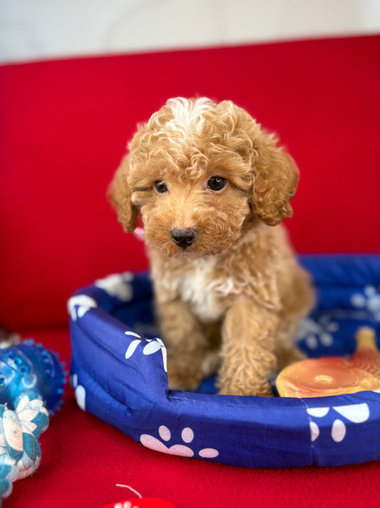 Apricot Male Toy Poodle ‼️(Deposit Only ‼️ Please Read The Description Below ‼️)