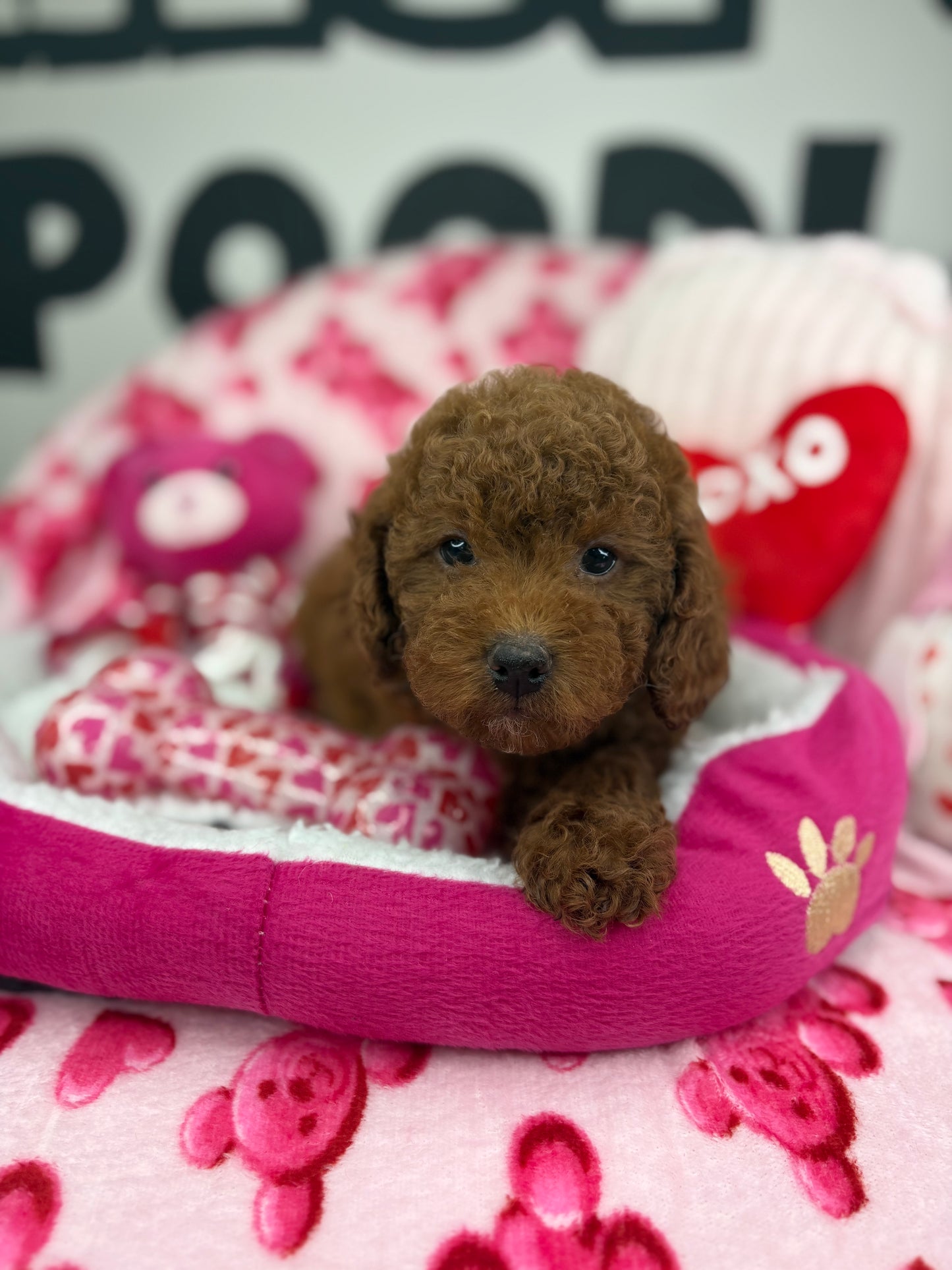 Dark Male Toy Poodle 🐩 (Deposit Only ‼️ Please Read The Description Below ‼️)