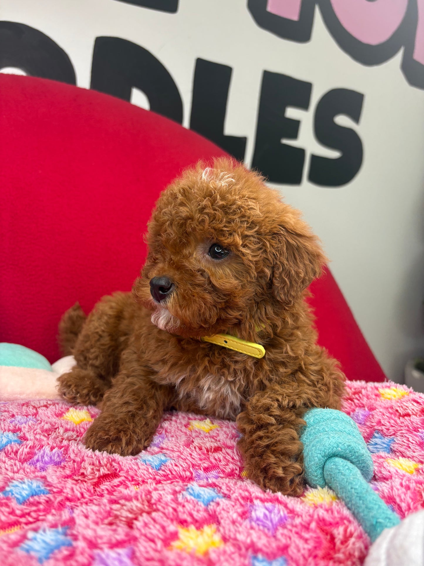 Dark Red Male Miniture Poodle (Deposit Only, Please Read The Description Below‼️)