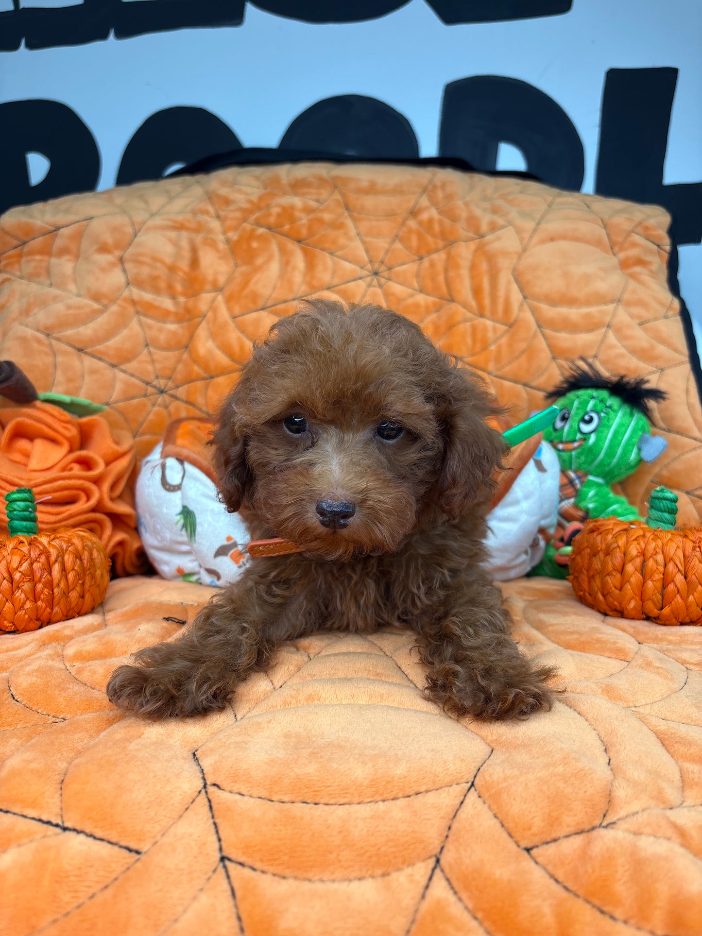 Apricot Male Toy Poodle (Deposit Only ‼️ Please Read DESCRIPTION Below‼️)