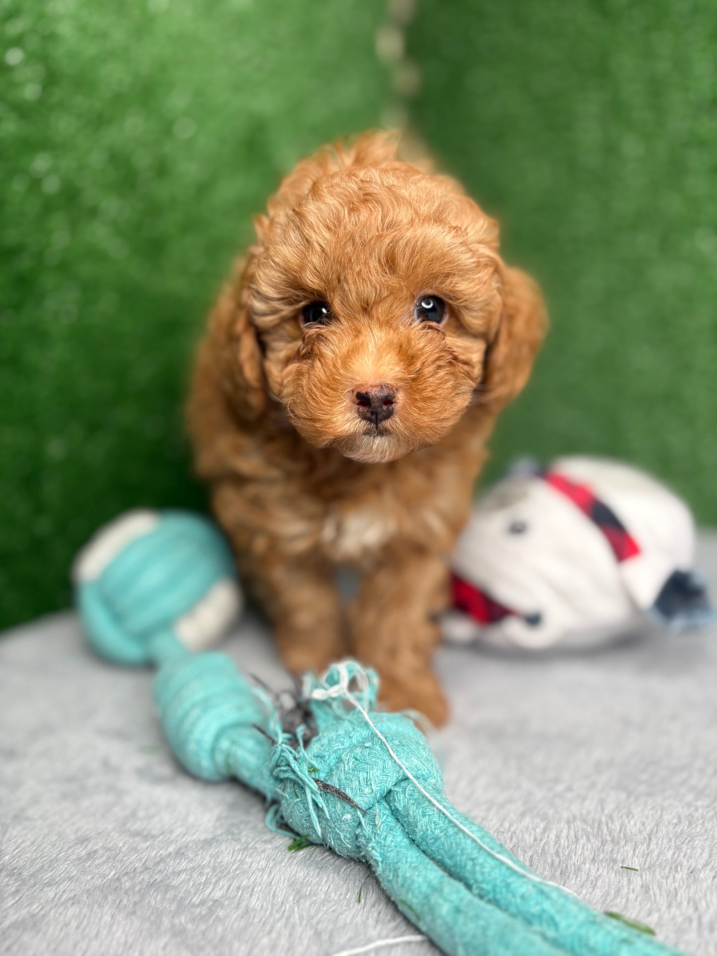 Legend Apricot Micro Poodle 🐩 (Deposit Only ‼️Please Read The Description Below‼️)