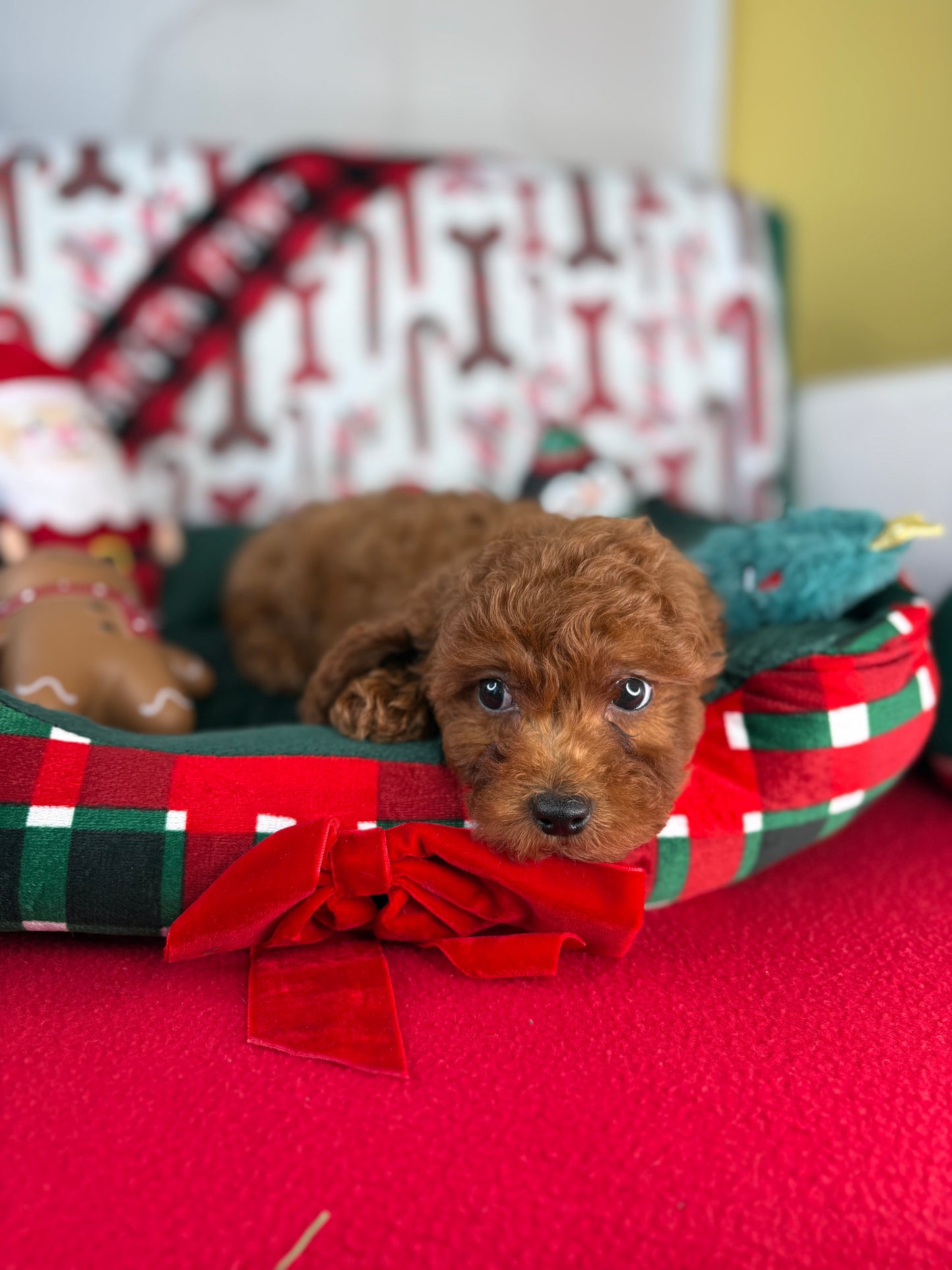 Dark Red Female Toy Poodle 🐩 (Deposit Only‼️Please Read The Description Below‼️)