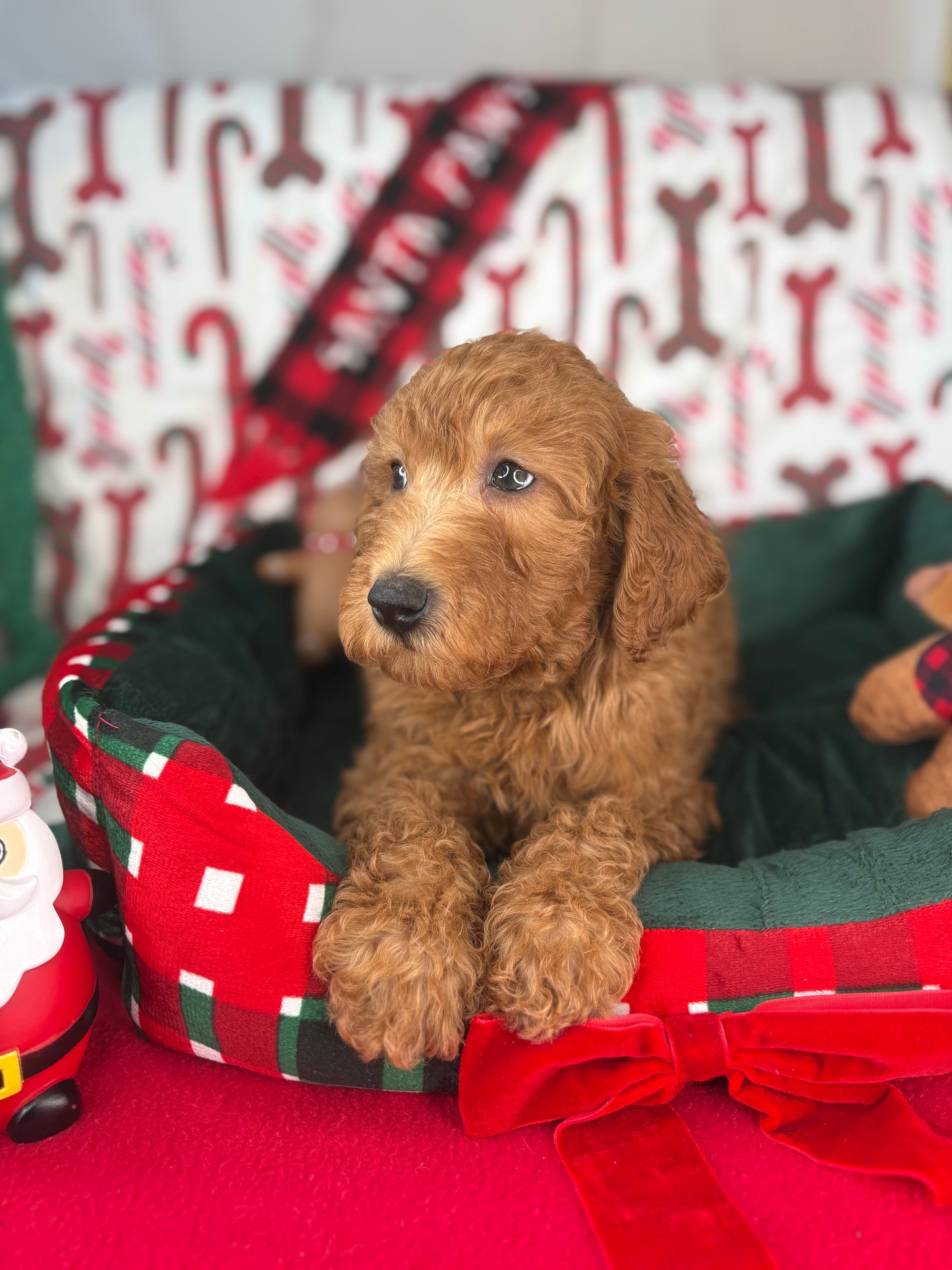 Red Male Miniature Poodle PROMOTION Pup (Deposit Only ‼️Please Read The DESCRIPTION Below‼️)