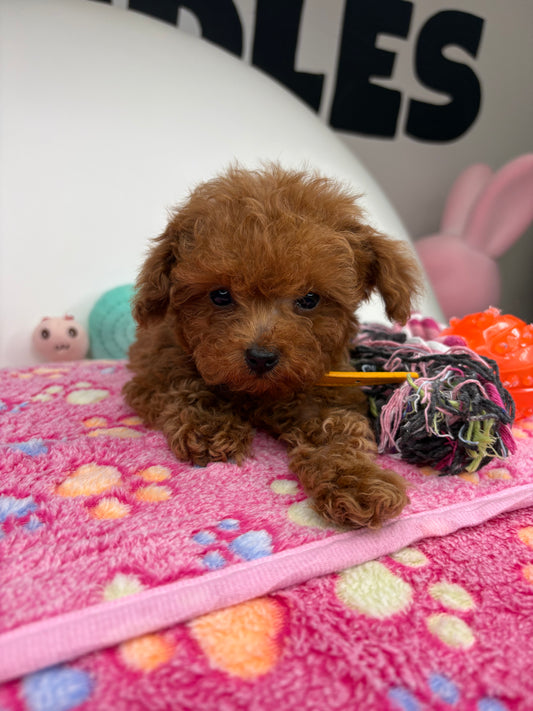 Dark Red Male Micro Poodle Deposit Only‼️ (Please DESCRIPTION Read Below‼️)