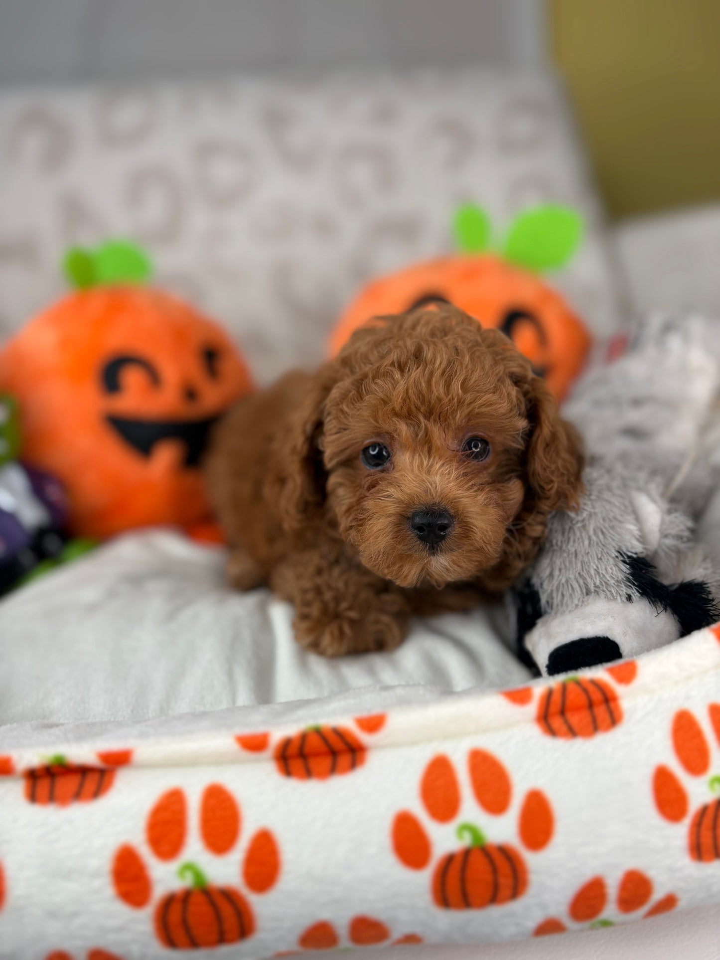 Apricot Male Teacup Poodle (Deposit Only‼️Please Read The Description Below‼️)