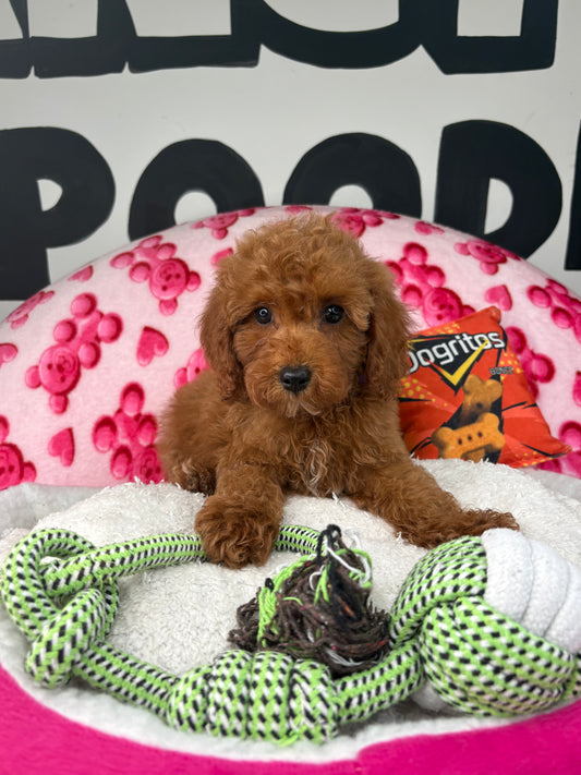 Red Male Toy Poodle (Deposit Only‼️Please Read The Description Below‼️)