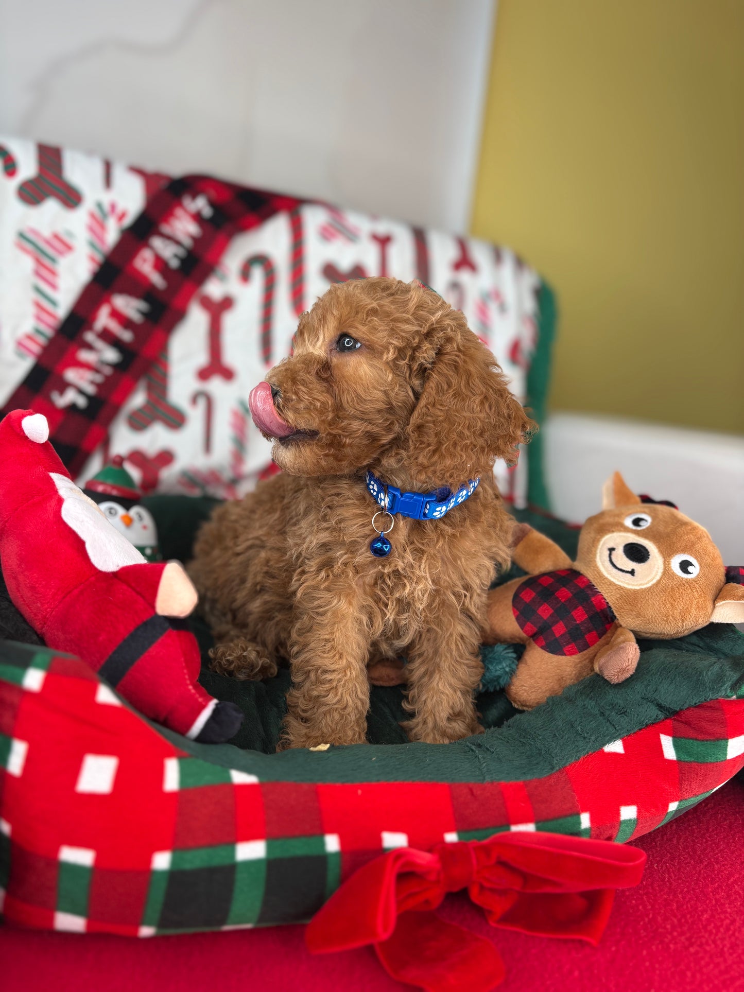 Apricot Male Miniature Poodle (Deposit Only ‼️ Please Read DESCRIPTION Below‼️)