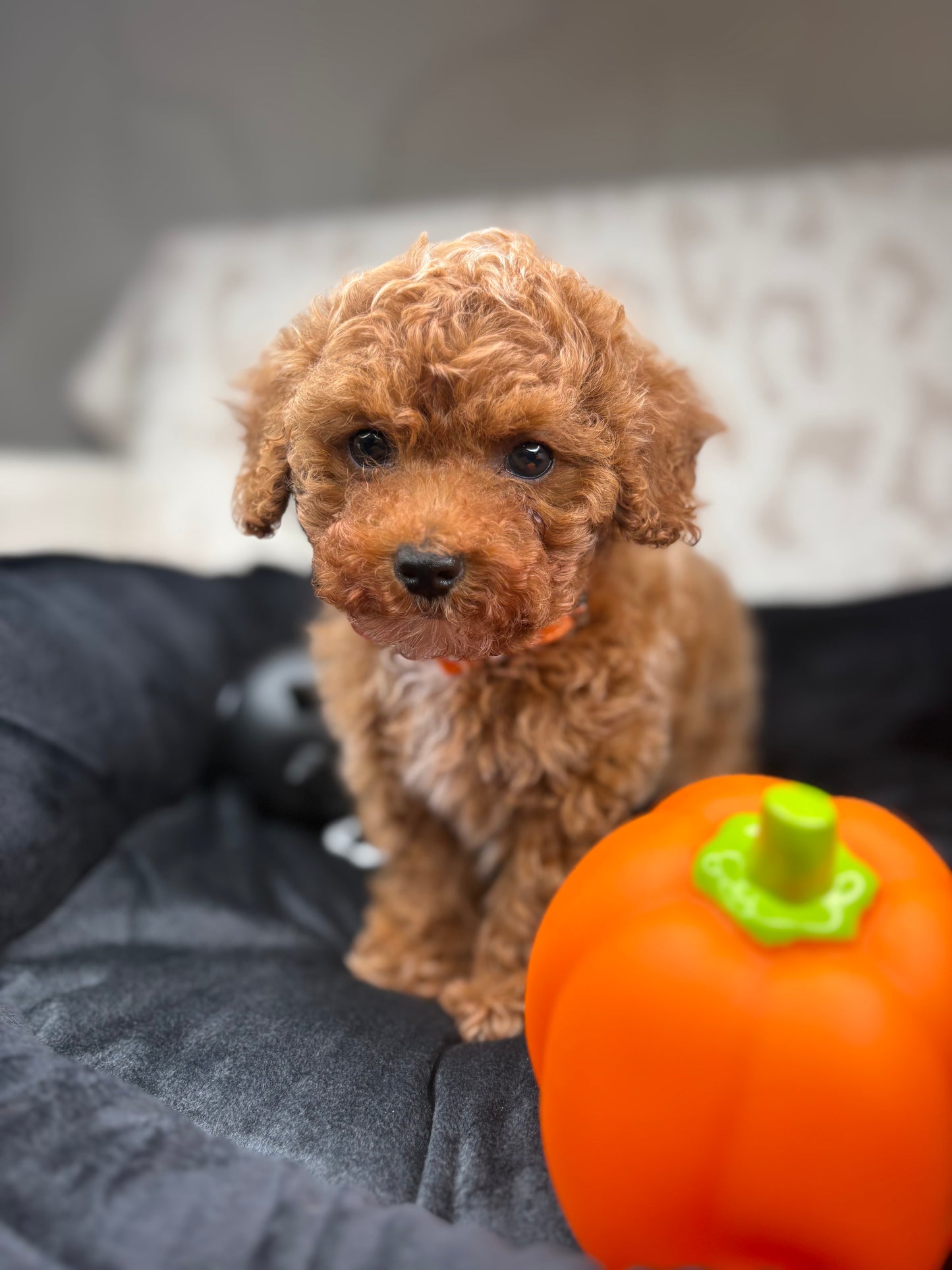 Apricot Male Teacup Poodle 🐩 ‼️(Deposit Only, Please Read The Description Below‼️)