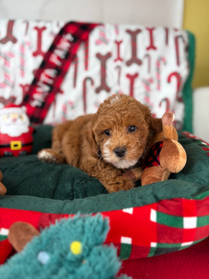 Red Male Toy Poodle (Deposit Only ‼️ Please Read DESCRIPTION Below‼️)
