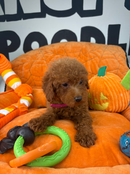 Red Male Toy Poodle 🐩 (Deposit Only‼️Please Read The Description Below‼️)
