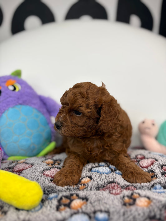 Gucci The Dark Red Male Miniture Poodle (Deposit Only, Please Read The Description Below‼️)