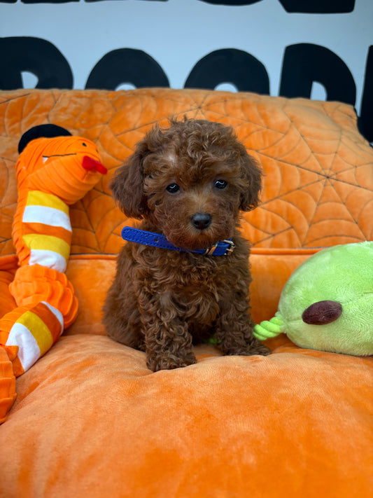 Dark Red Male Micro Poodle (Deposit Only ‼️ Please Read DESCRIPTION Below‼️)