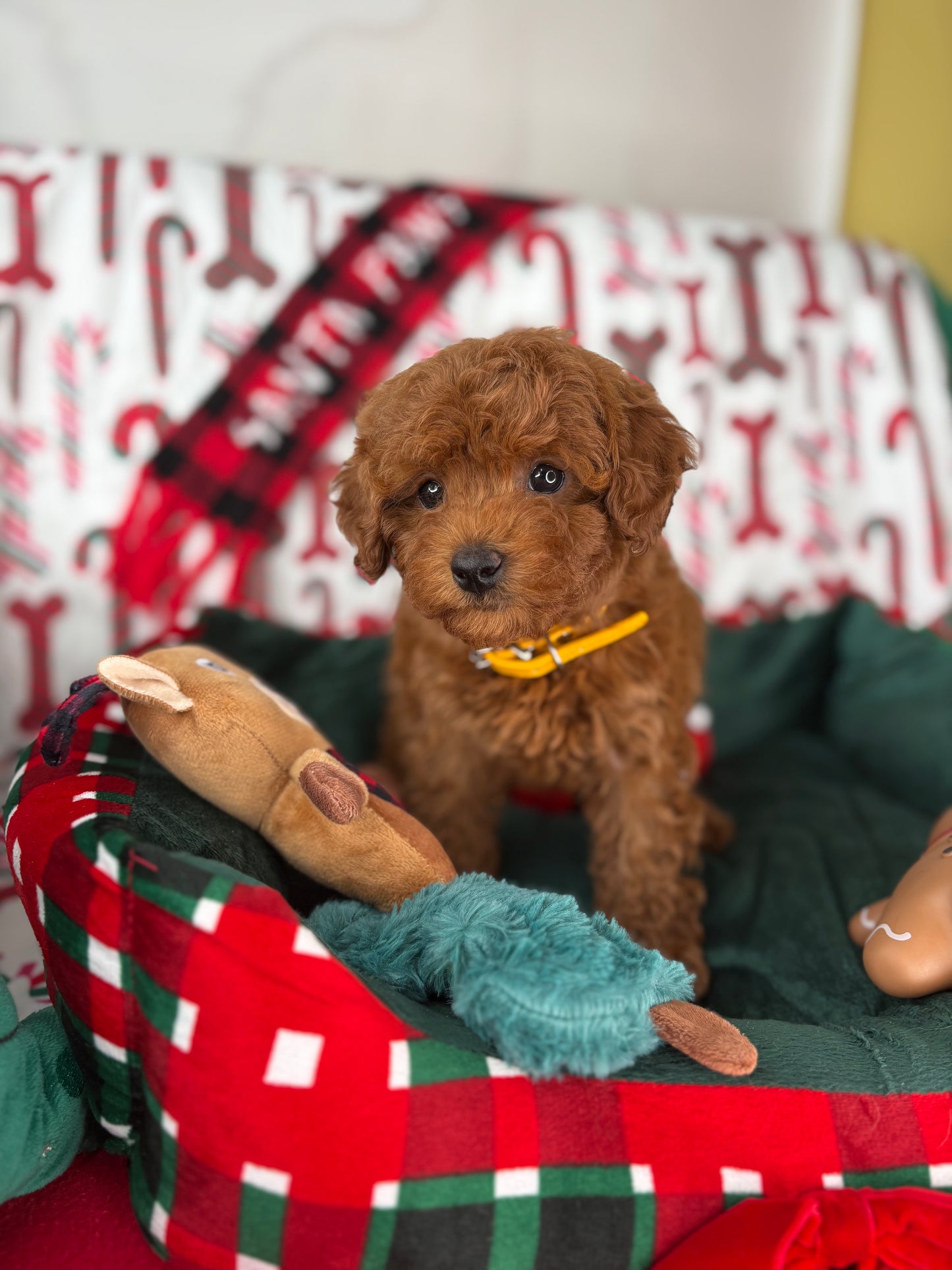 Dark Red Female Teacup Poodle (Deposit Only Please Read The DESCRIPTION Below‼️