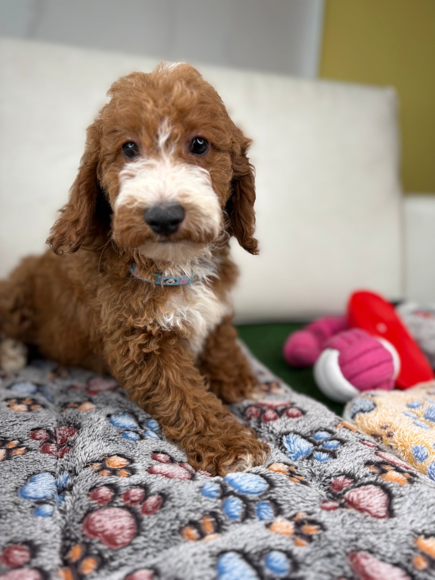 Red And White Male Miniture Poodle 🐩 (Deposit Only, Please Read The Description Below‼️)