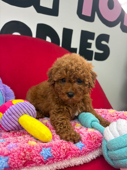 Dark Red Female Miniture Poodle (Deposit Only, Please Read The Description Below‼️)