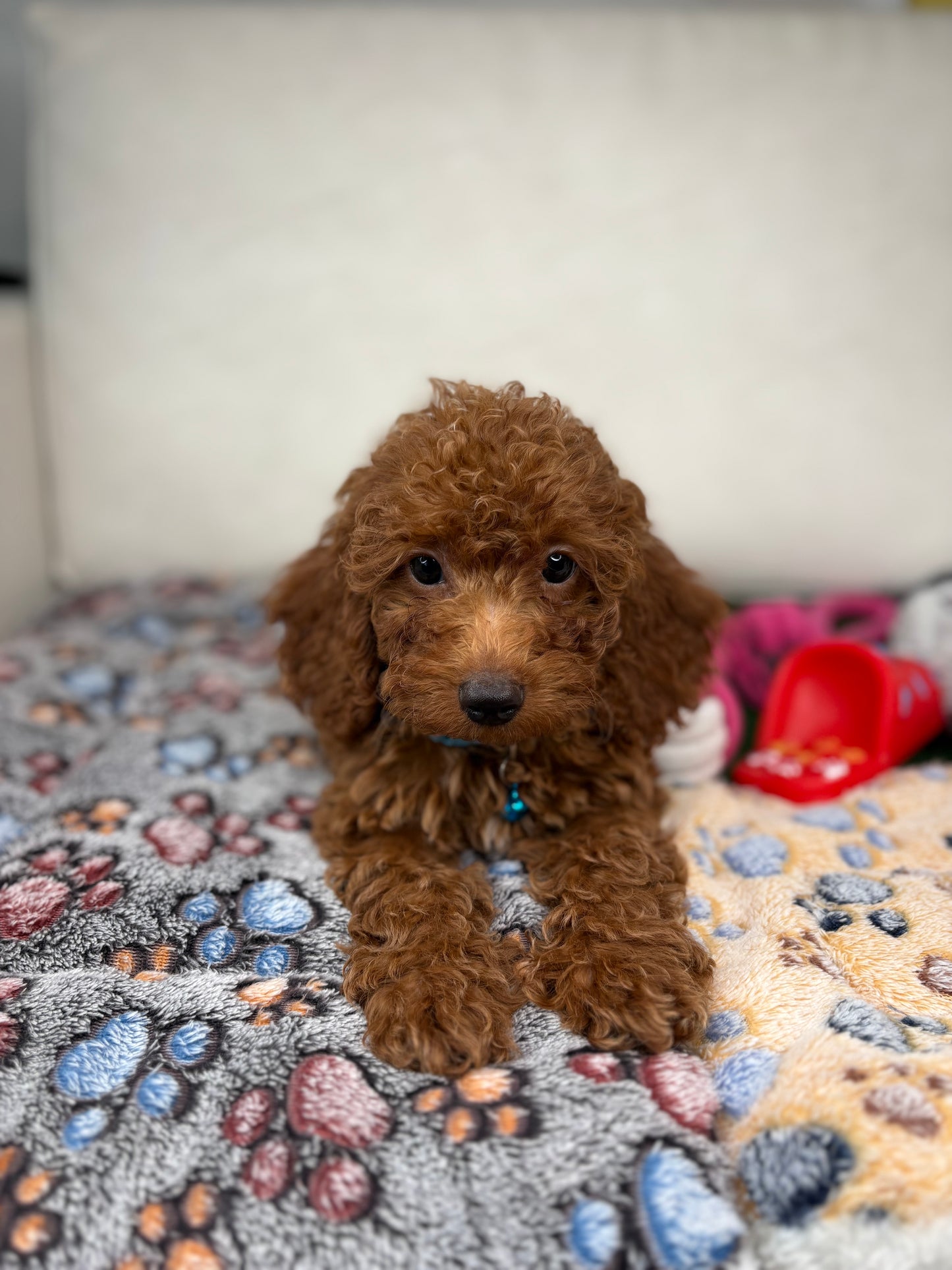 Red Female Miniature Poodle PROMOTION Pup (Deposit Only ‼️Please Read The DESCRIPTION Below‼️)