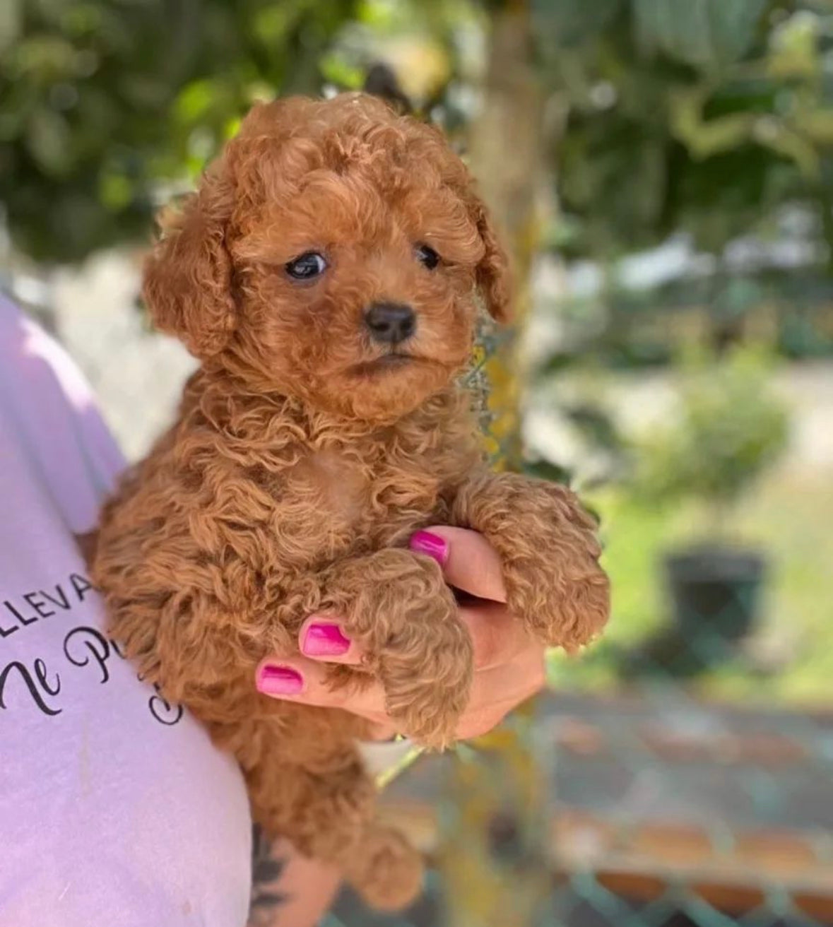 Red teacup poodle 2024 puppies for sale