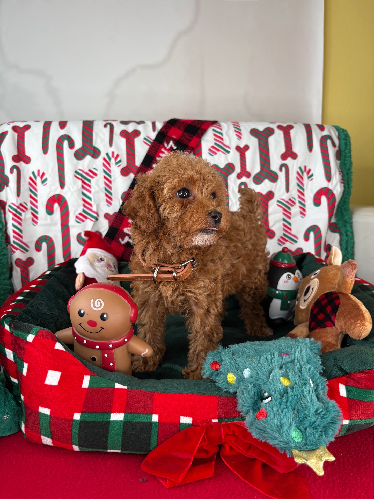 Red Female Toy Poodle (Deposit Only‼️ Please Read The Description Below‼️)