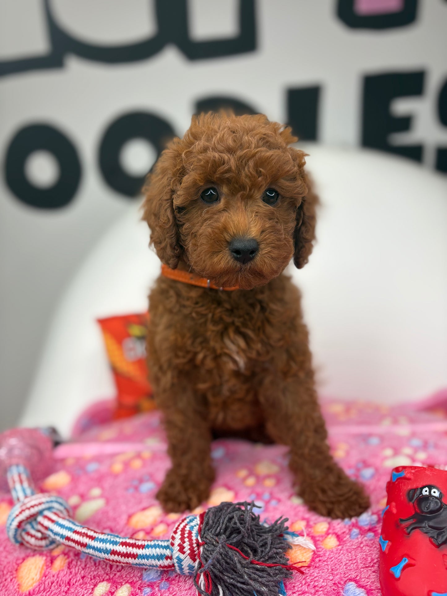Dark Red Male Miniture Poodle (Deposit Only, Please Read The Description Below‼️)