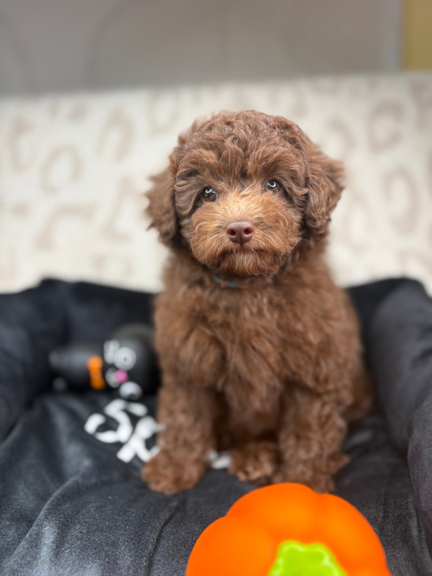 Chocolate Female Toy Poodle 🐩 (Deposit Only‼️Please Read The Description Below‼️)