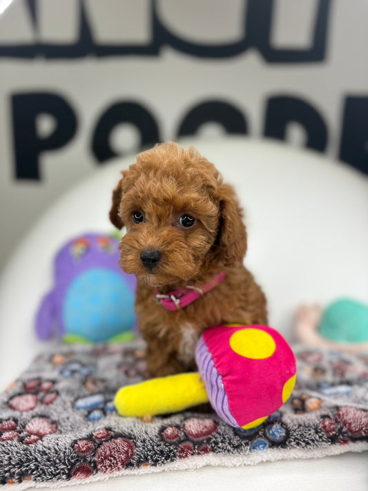 Apricot Female Toy Poodle (Deposit Only ‼️ Please Read DESCRIPTION Below‼️)