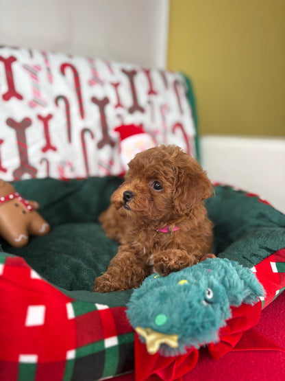 Red Female Teacup Poodle 🍫(Deposit Only‼️Please Read The Description Below‼️)