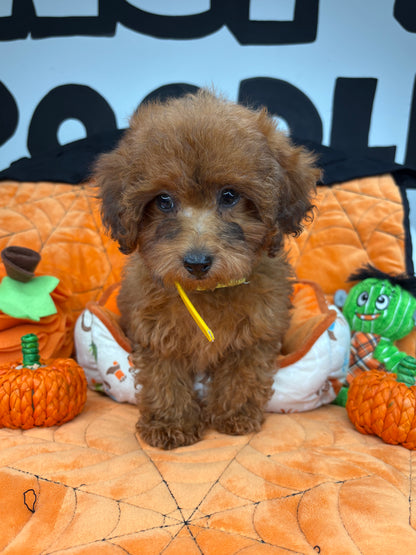 Brindle Male Toy Poodle (Deposit Only, Please Read The Description Below‼️)