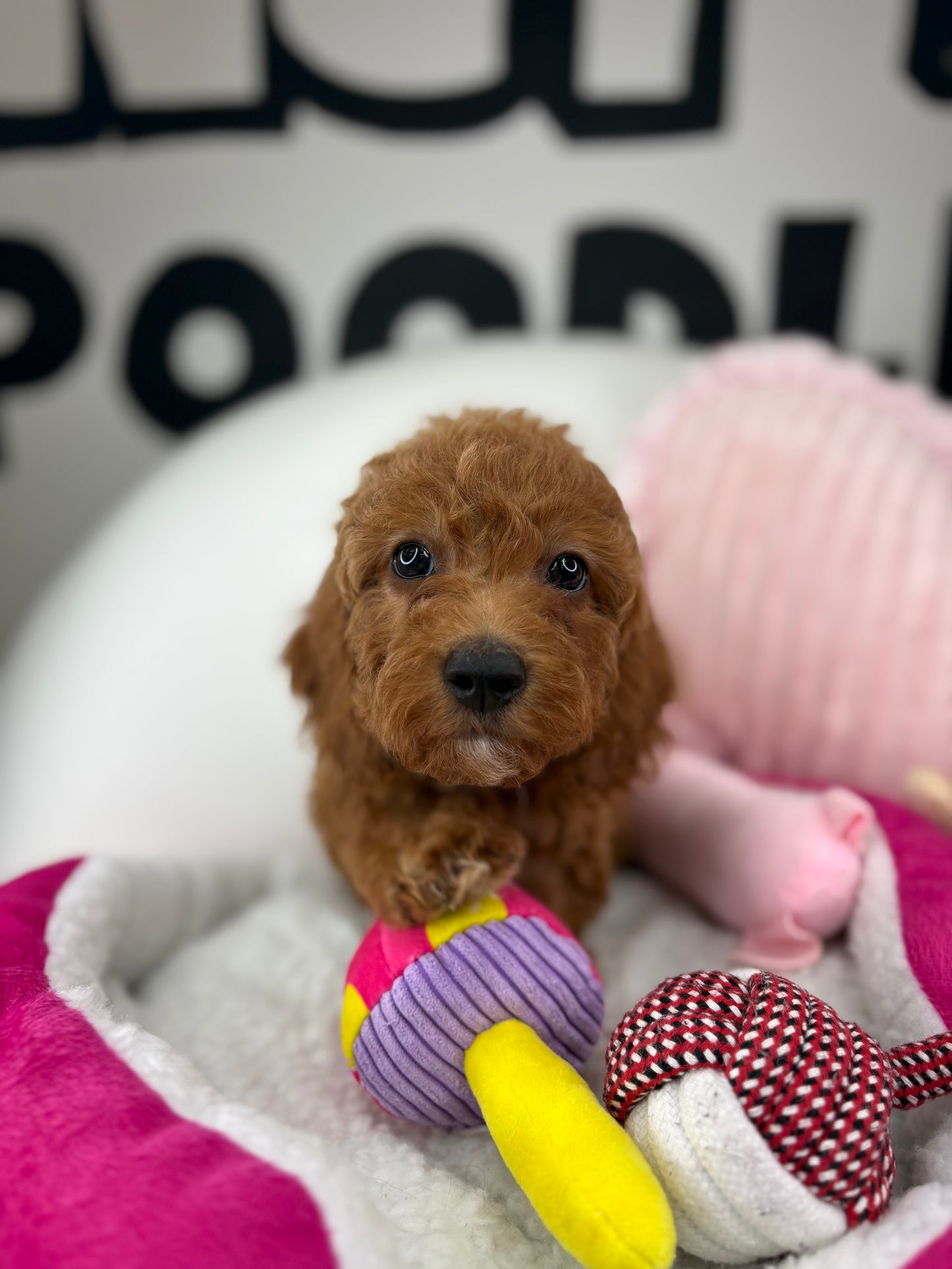 Red Male Miniature Poodle ( Deposit Only, Please Read The DESCRIPTION Below‼️)