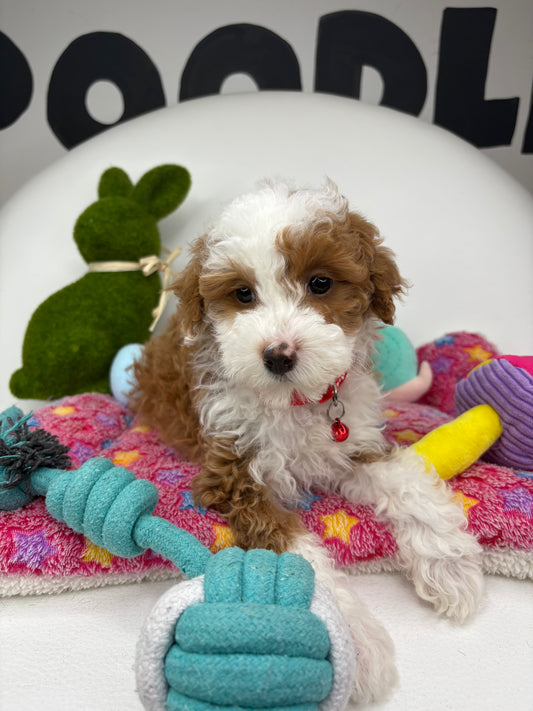 Red And White Male Miniature Poodle  (Deposit Only ‼️ Please Read The DESCRIPTION Below‼️)