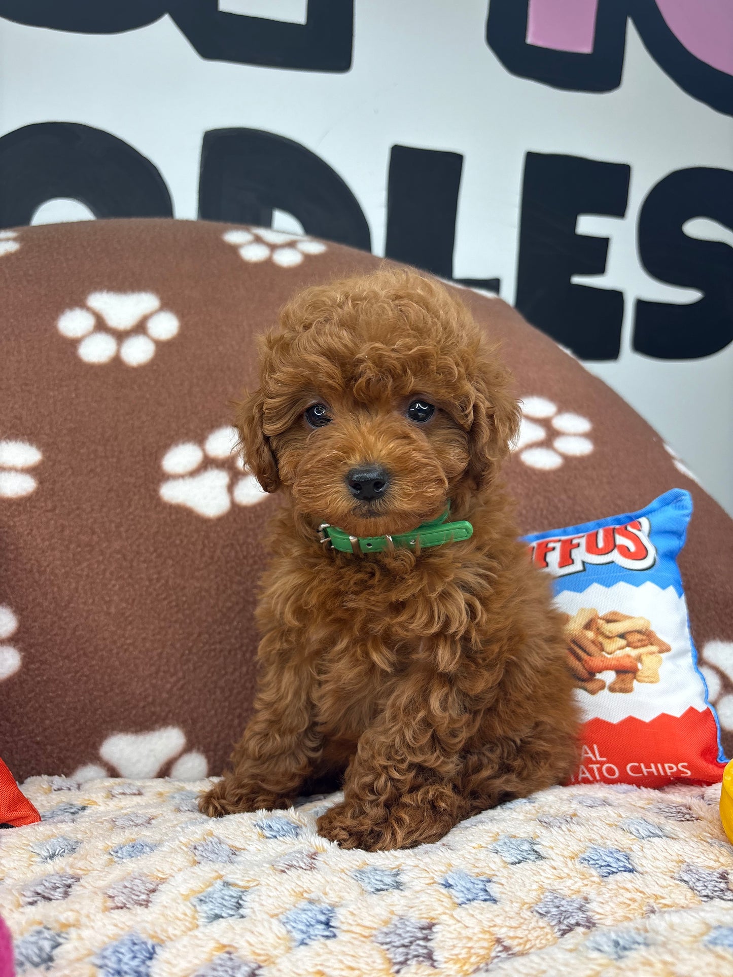 Dark Red Male Toy Poodle 🐩 (Deposit Only‼️Please Read The Description Below‼️)