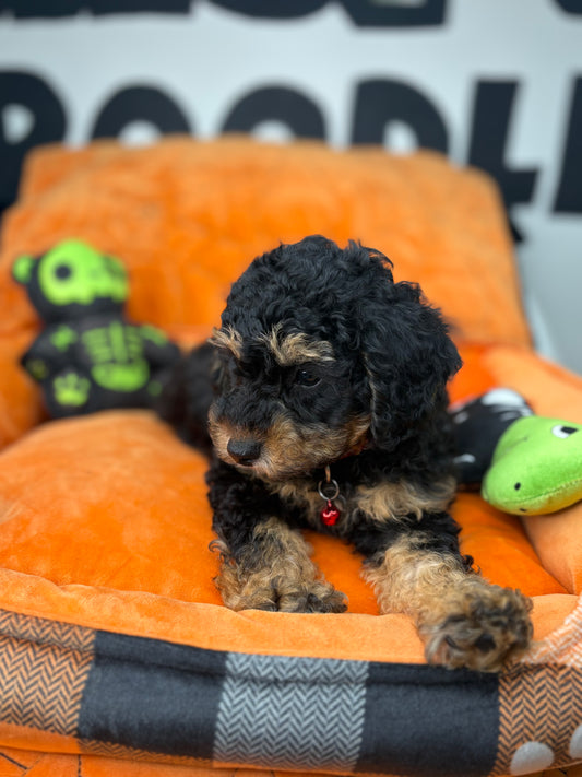Apricot Phantom Miniture Poodle (Deposit Only, Please Read The Description Below‼️)