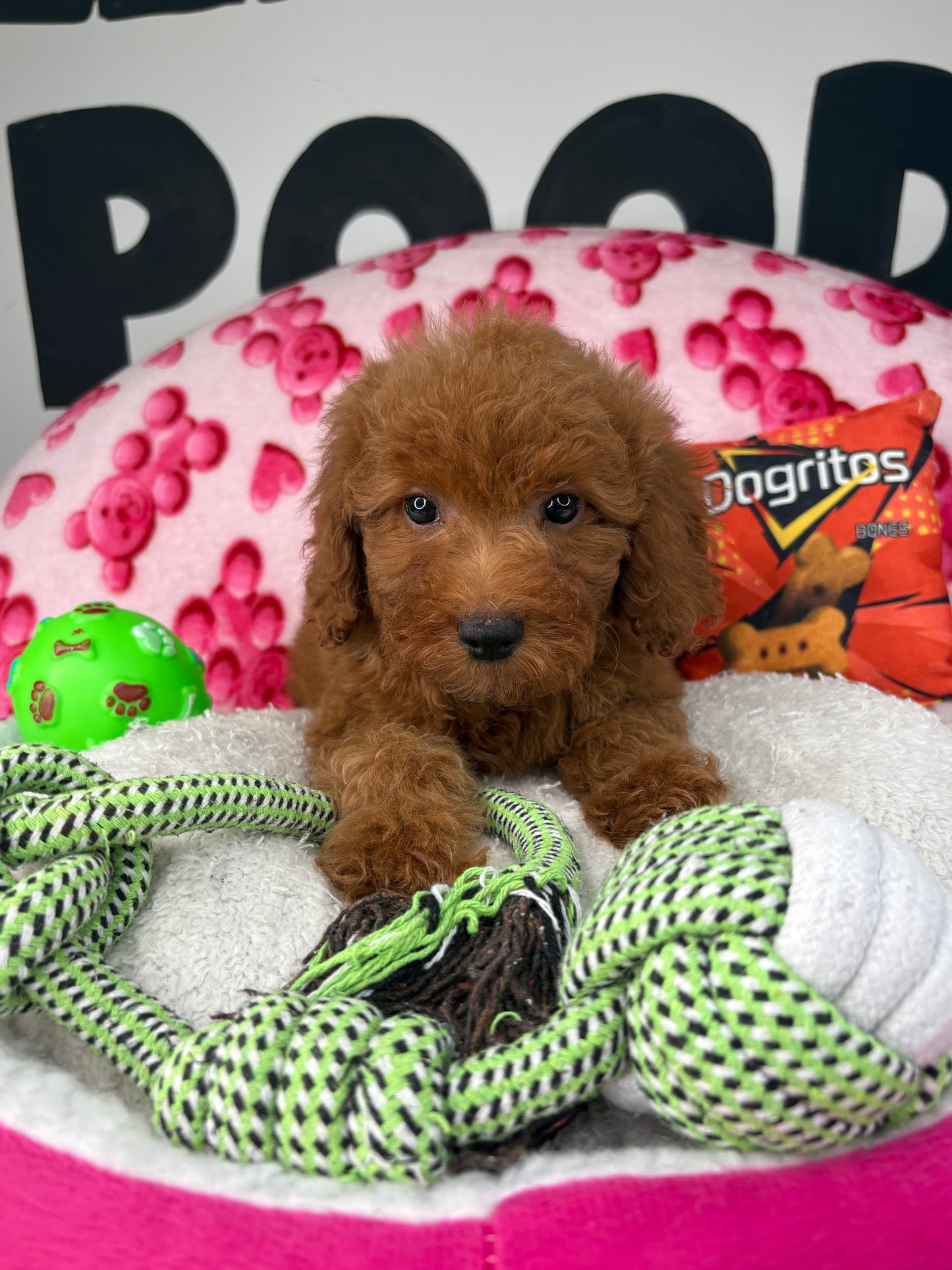 Red Male Toy Poodle ( Deposit Only, Please Read The DESCRIPTION Below‼️)