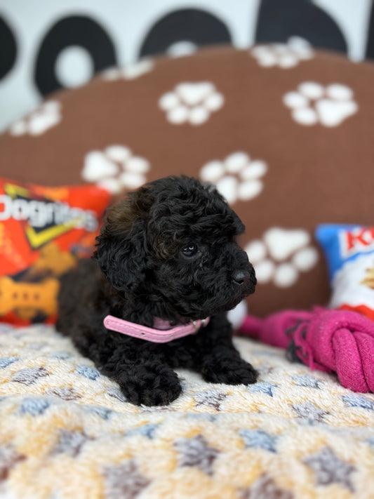 Black Female Teacup Poodle (Deposit Only‼️Please Read The Description Below‼️)