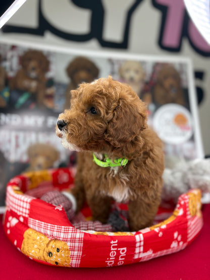 Red And White Male Toy Poodle (Deposit Only‼️Please Read The Description Below‼️)