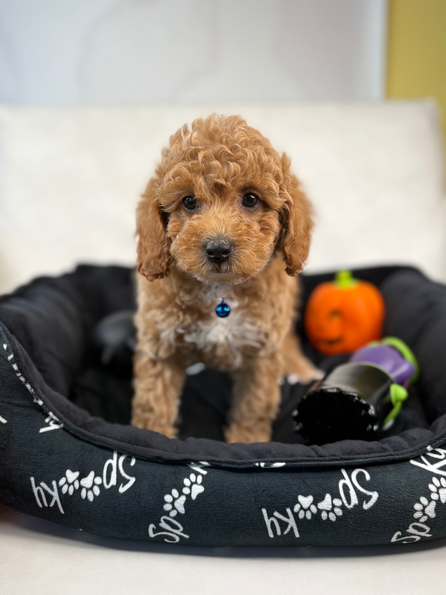 Apricot Female Miniature Poodle (Deposit Only ‼️ Please Read DESCRIPTION Below‼️)