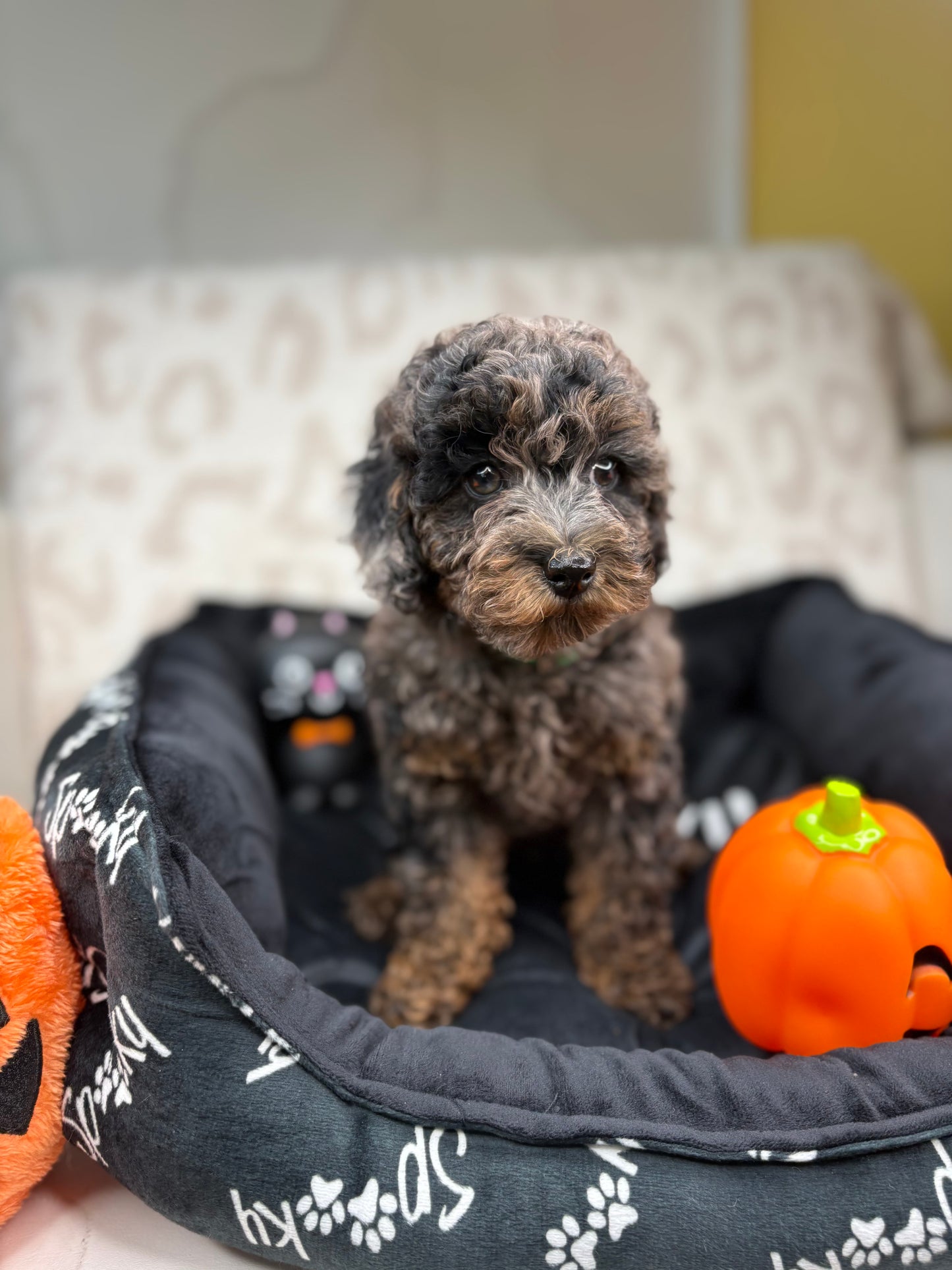 Merle Phantom Female Toy Poodle (Deposit Only‼️ Please Read The Description Below‼️)