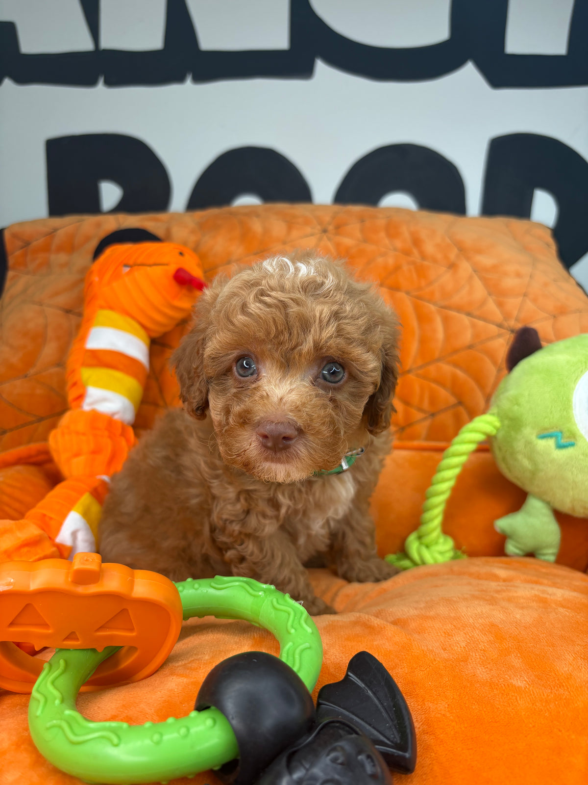 Red And White Female Teacup Poodle ‼️(Deposit Only ‼️ Please Read The Description Below ‼️)
