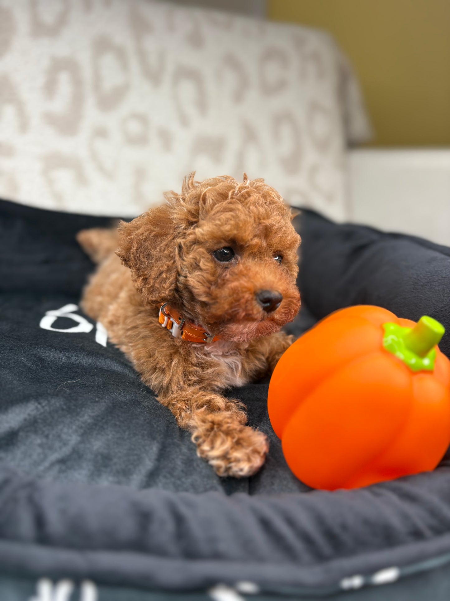 Apricot Male Teacup Poodle 🐩 ‼️(Deposit Only, Please Read The Description Below‼️)