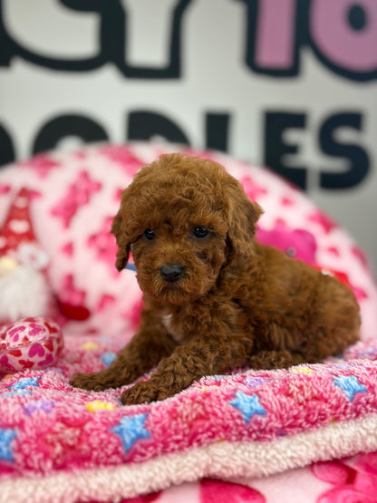 “Rojo” The Dark Red Male Teacup Poodle (Deposit Only‼️ Please Red The DESCRIPTION Below‼️)
