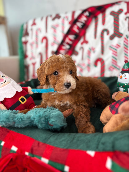 Red And White Male Teacup Poodle (Deposit Only‼️ Please Read The Description Below‼️)