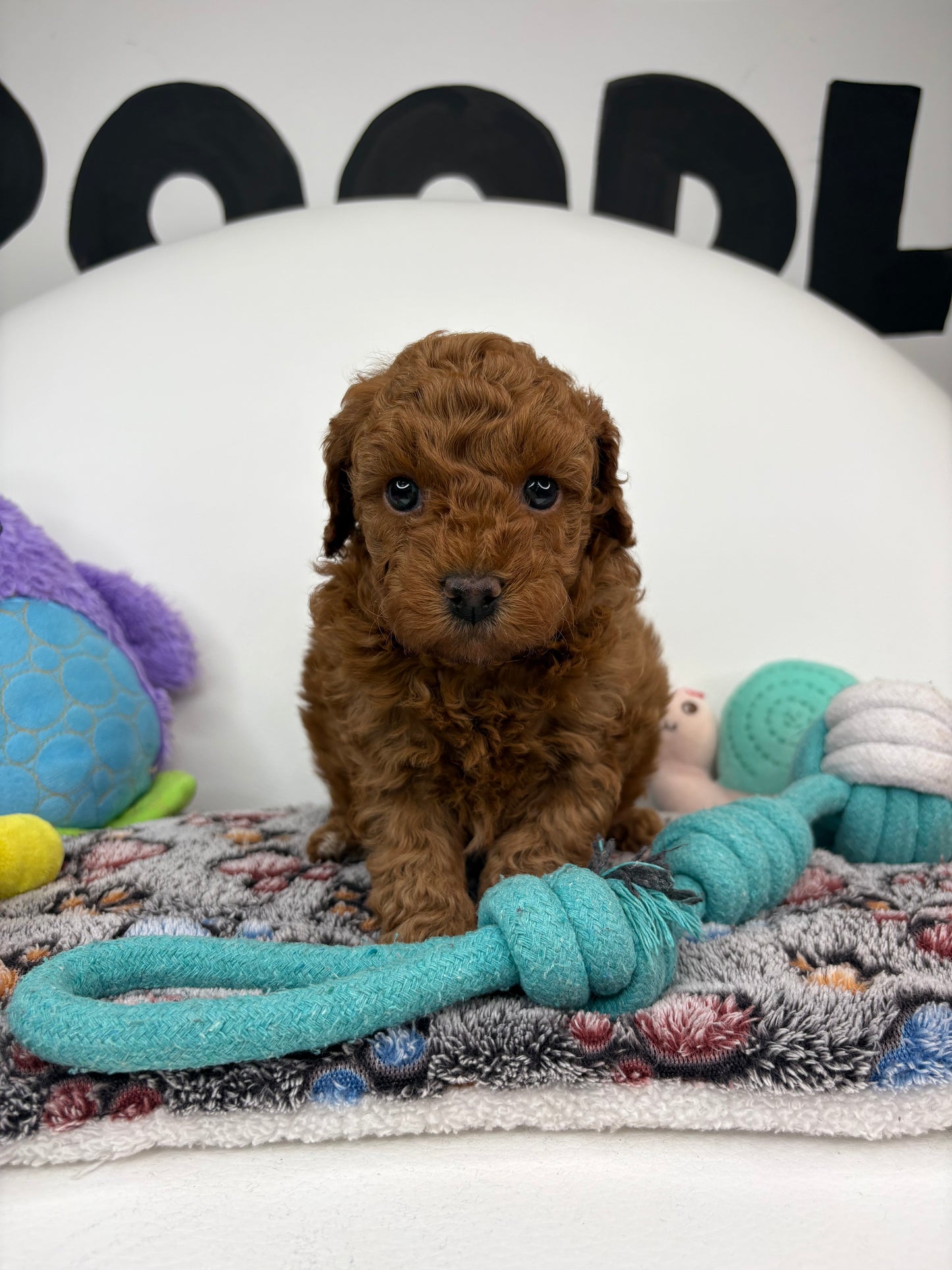 Roman The Dark Red Miniature Poodle PROMOTION Pup (Deposit Only ‼️Please Read The DESCRIPTION Below‼️)